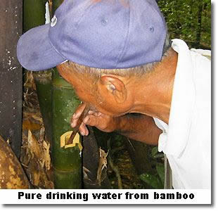 Thailand jungle survival water in bamboo